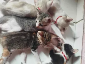 Gato ra a SRD-ViraLata idade Abaixo de 2 meses nome Filhotes de um mês 