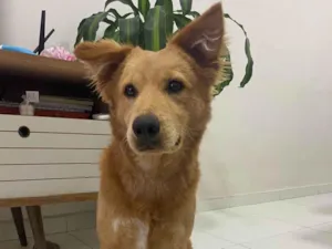 Cachorro raça SRD-ViraLata idade 7 a 11 meses nome Goldinho da Shoppe