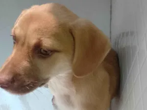 Cachorro raça SRD-ViraLata idade 2 a 6 meses nome Teddy