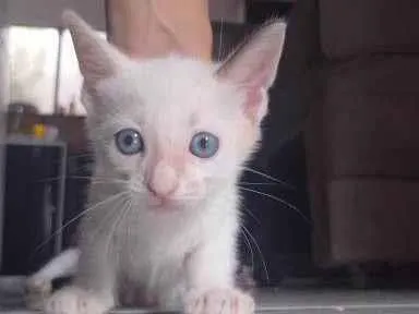 Gato ra a SRD-ViraLata idade 2 a 6 meses nome Não possui nome