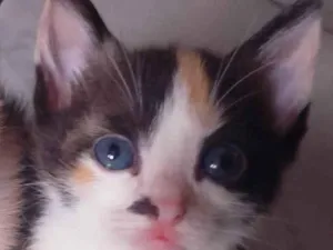 Gato raça SRD-ViraLata idade Abaixo de 2 meses nome Não possui nome 