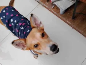 Cachorro raça SRD-ViraLata idade 2 anos nome Nala 