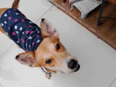 Cachorro raça SRD-ViraLata idade 2 anos nome Nala 