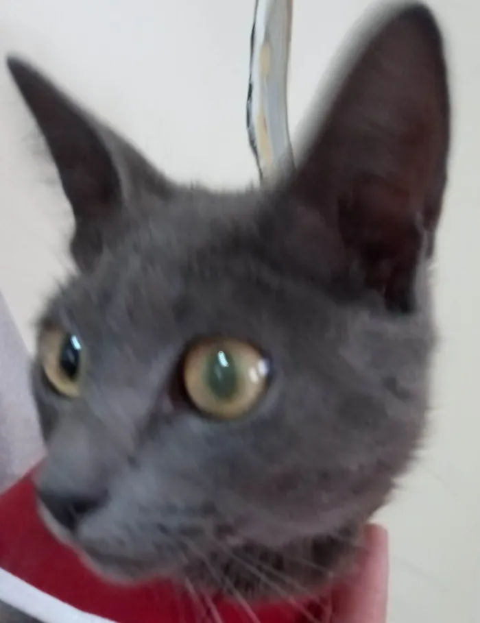 Gato ra a SRD-ViraLata idade 7 a 11 meses nome Fumacinha