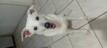 Cachorro ra a SRD-ViraLata idade 5 anos nome Branco 