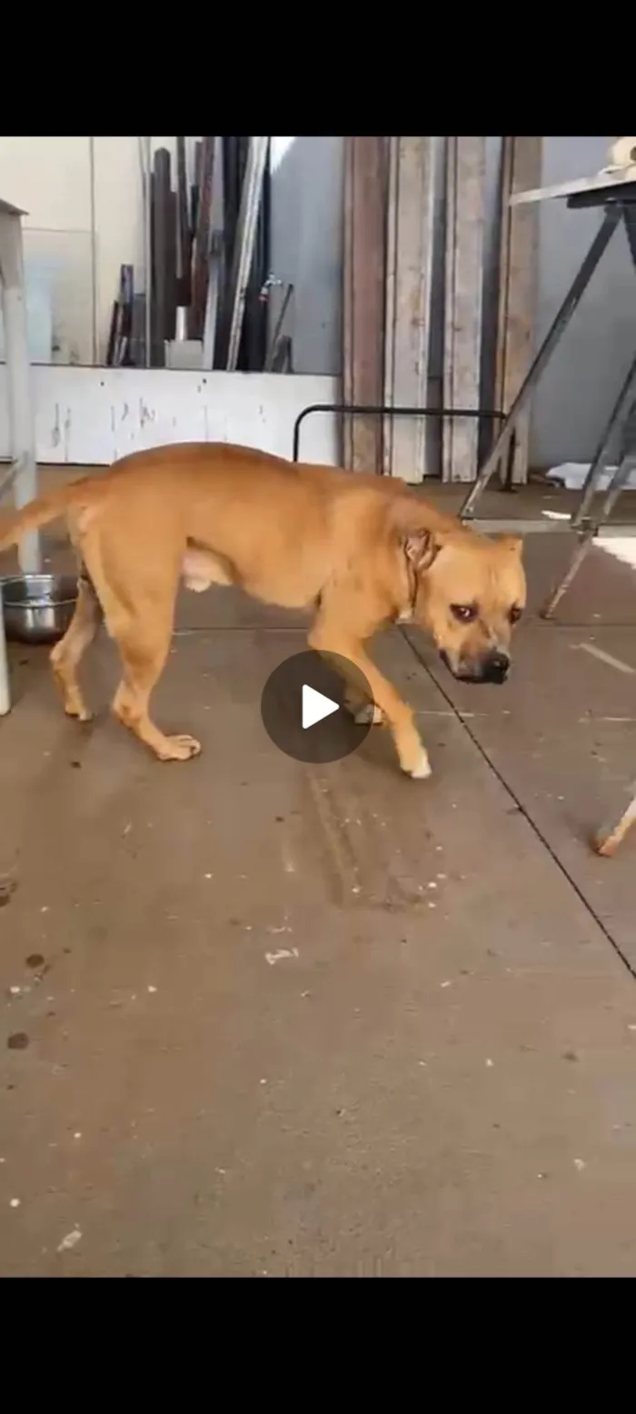 Cachorro ra a Pit-Bull idade 2 anos nome Sem nome 