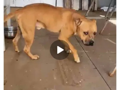 Cachorro raça Pit-Bull idade 2 anos nome Sem nome 