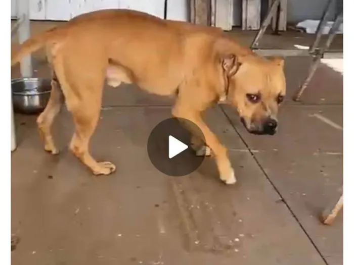 Cachorro ra a Pit-Bull idade 2 anos nome Sem nome 