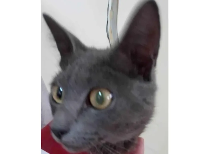 Gato ra a SRD-ViraLata idade 7 a 11 meses nome Fumacinha