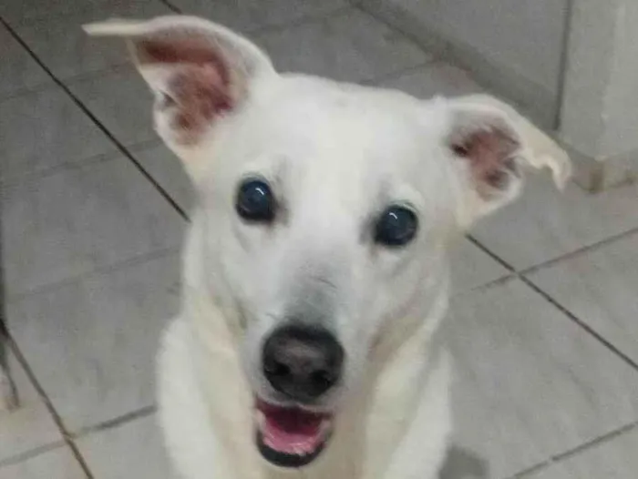 Cachorro ra a SRD-ViraLata idade 5 anos nome Branco 