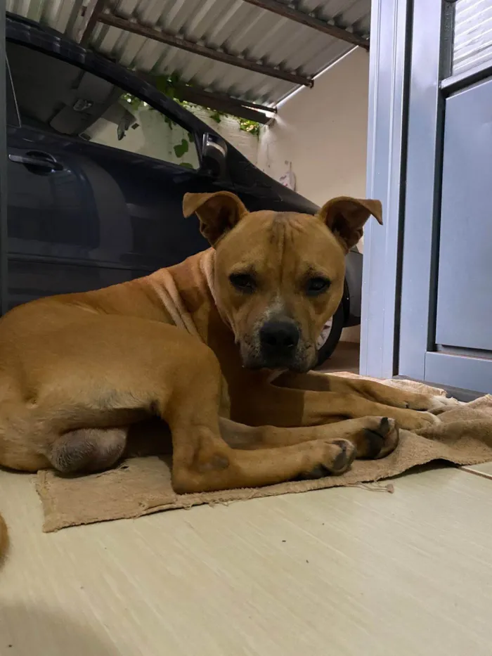 Cachorro ra a Pit-Bull idade 2 anos nome Sem nome 