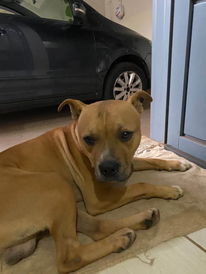 Cachorro ra a Pit-Bull idade 2 anos nome Sem nome 