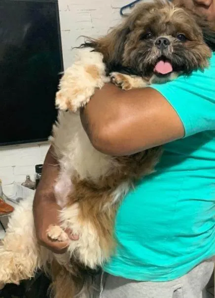 Cachorro ra a Shitzu idade 1 ano nome memphis