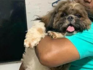 Cachorro raça Shitzu idade 1 ano nome memphis