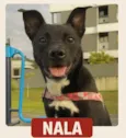 Cachorro ra a SRD-ViraLata idade 7 a 11 meses nome Nala