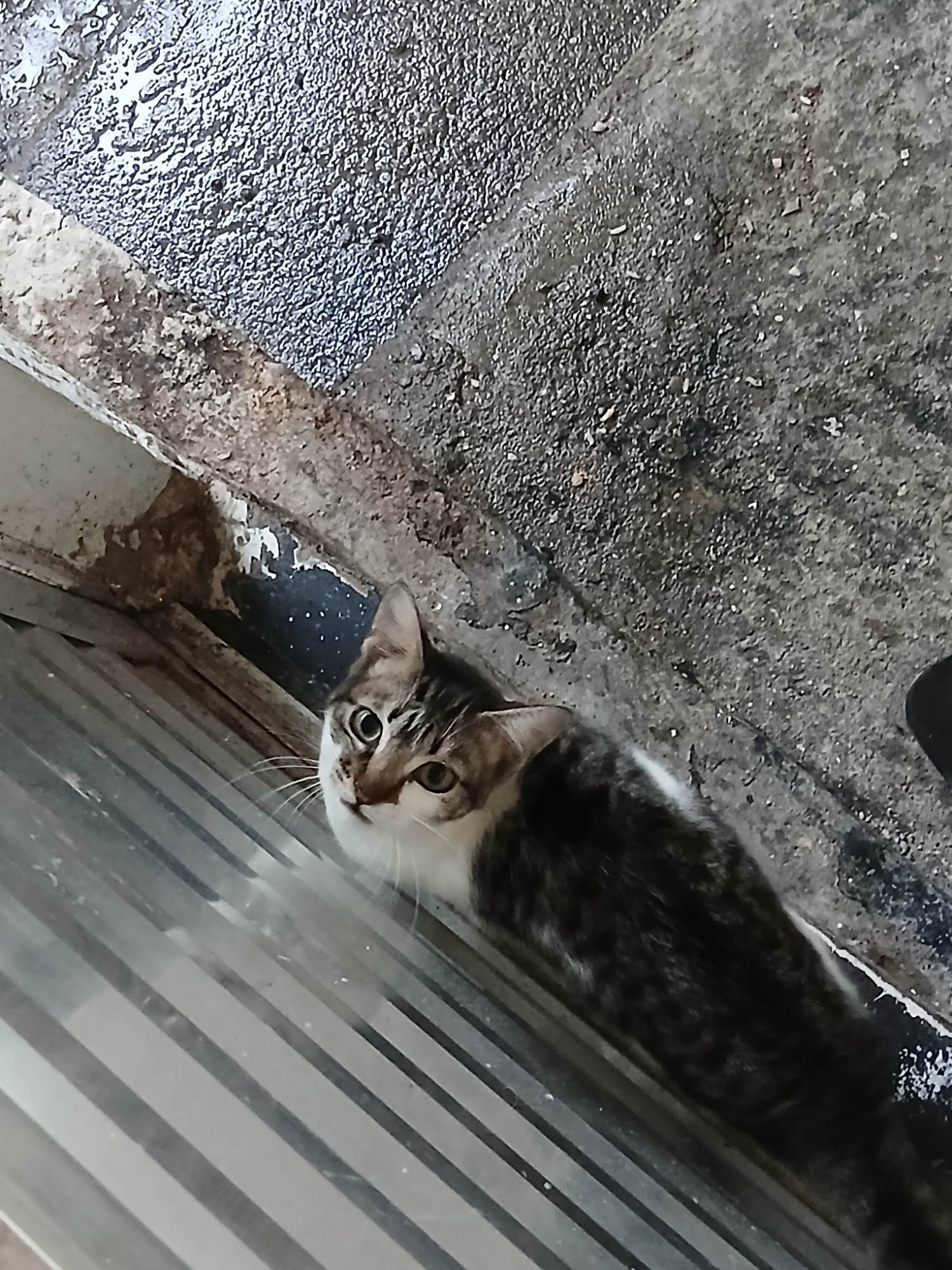 Gato ra a SRD-ViraLata idade 7 a 11 meses nome Max