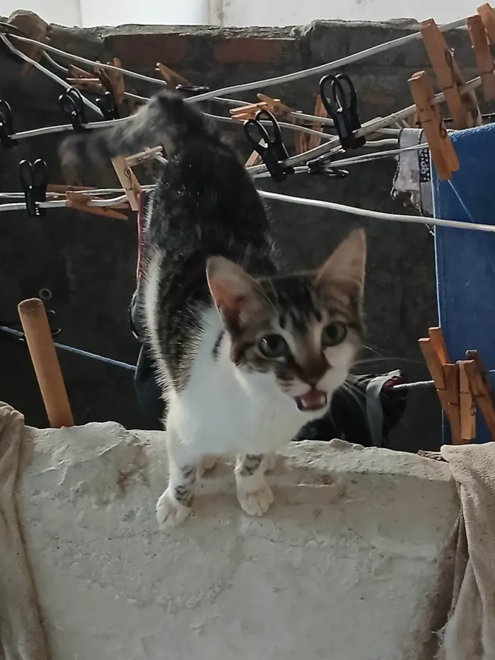 Gato ra a SRD-ViraLata idade 7 a 11 meses nome Max