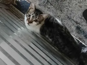 Gato raça SRD-ViraLata idade 7 a 11 meses nome Max