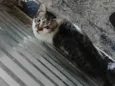 Gato ra a SRD-ViraLata idade 7 a 11 meses nome Max