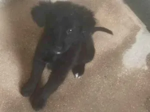 Cachorro raça SRD-ViraLata idade 2 a 6 meses nome Pretinha 
