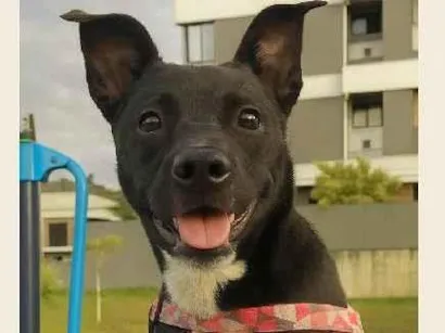 Cachorro ra a SRD-ViraLata idade 7 a 11 meses nome Nala
