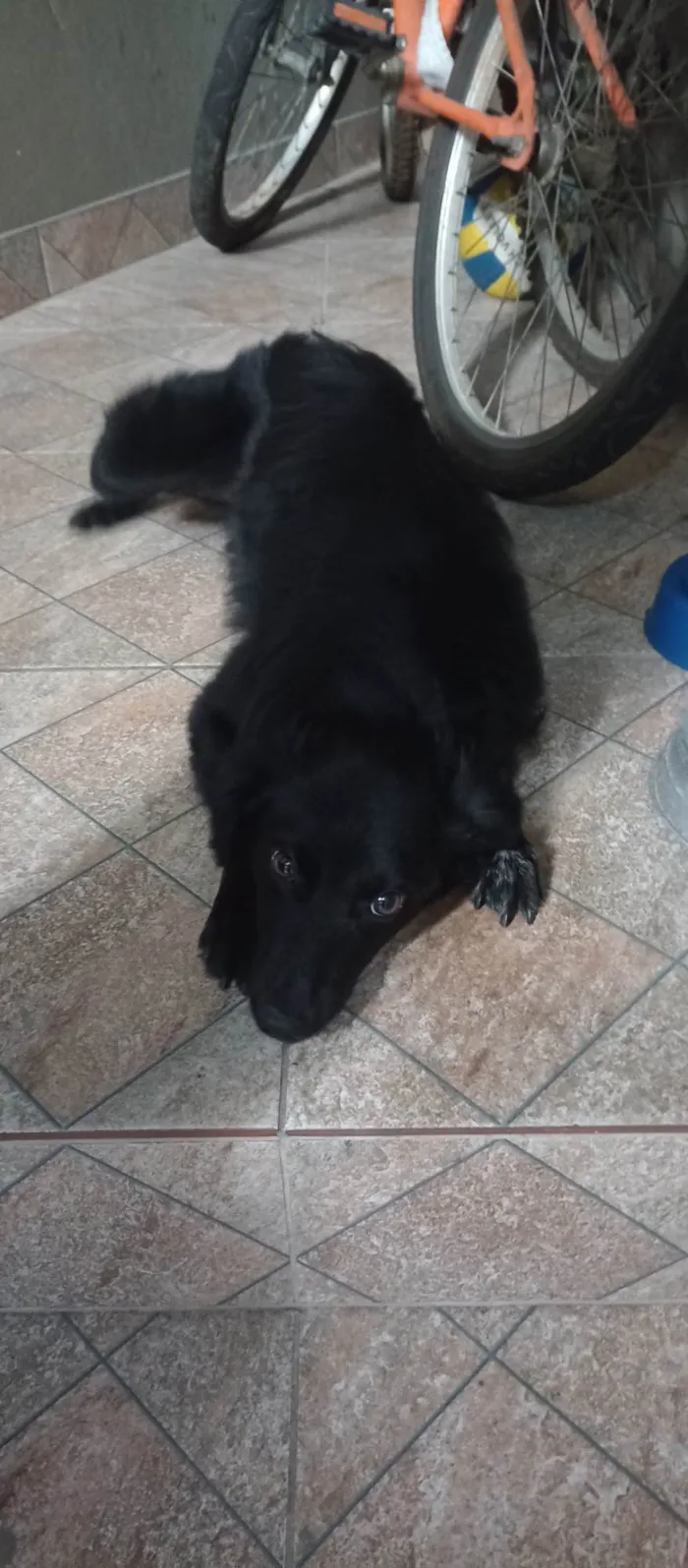 Cachorro ra a SRD-ViraLata idade 2 a 6 meses nome Ainda não tem nome 