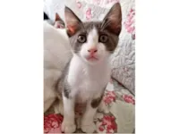 Gato raça SRD-ViraLata idade 2 a 6 meses nome GATO 101