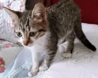 Gato ra a SRD-ViraLata idade 2 a 6 meses nome GATO 102