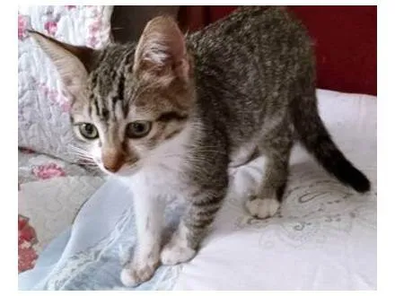 Gato ra a SRD-ViraLata idade 2 a 6 meses nome GATO 102