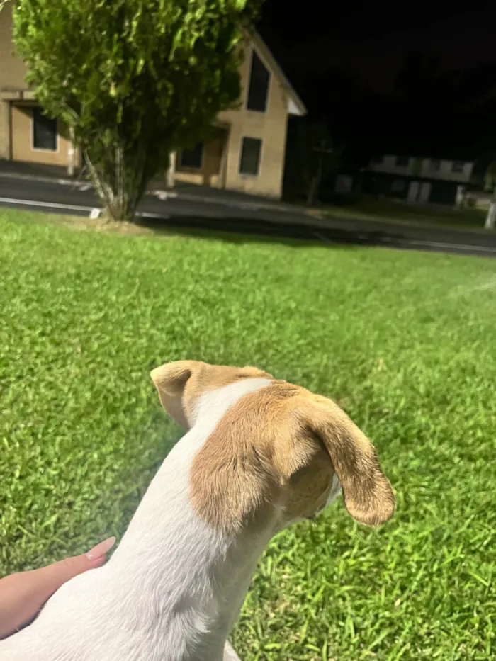 Cachorro ra a SRD-ViraLata idade 1 ano nome Mel