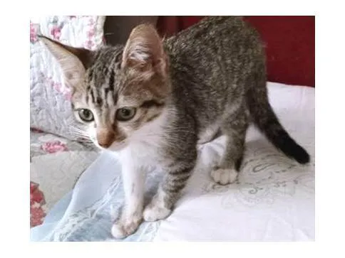 Gato ra a SRD-ViraLata idade 2 a 6 meses nome GATO 102