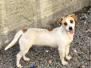 Cachorro raça SRD-ViraLata idade 1 ano nome Mel