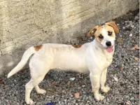 Cachorro ra a SRD-ViraLata idade 1 ano nome Mel