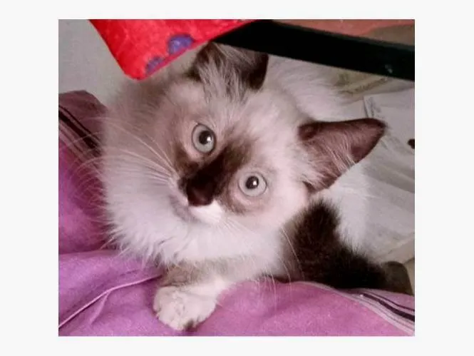 Gato ra a SRD-ViraLata idade 2 a 6 meses nome GATO 103