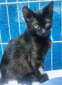 Gato ra a SRD-ViraLata idade 2 a 6 meses nome TONY BLACK