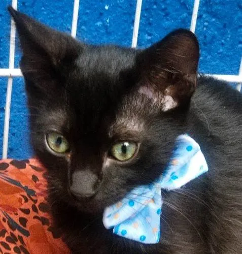 Gato ra a SRD-ViraLata idade 2 a 6 meses nome TONY BLACK