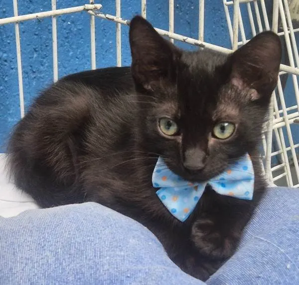 Gato ra a SRD-ViraLata idade 2 a 6 meses nome TONY BLACK