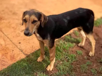 Cachorro raça SRD-ViraLata idade 1 ano nome JUDY