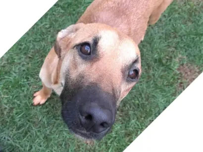 Cachorro raça SRD-ViraLata idade 1 ano nome Tião