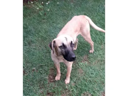 Cachorro raça SRD-ViraLata idade 1 ano nome Zeca