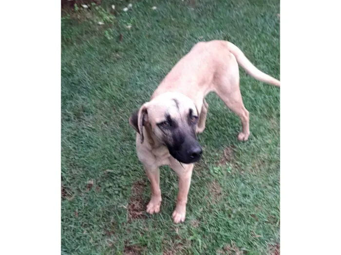 Cachorro ra a SRD-ViraLata idade 1 ano nome Zeca