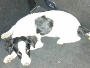 Cachorro raça SRD-ViraLata idade 7 a 11 meses nome Theo