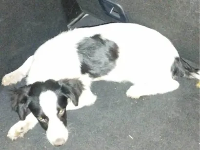 Cachorro raça SRD-ViraLata idade 7 a 11 meses nome Theo