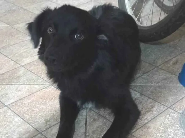 Cachorro ra a SRD-ViraLata idade 2 a 6 meses nome Ainda não tem nome 