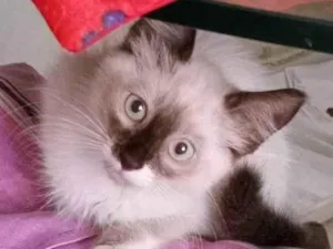 Gato raça SRD-ViraLata idade 2 a 6 meses nome GATO 103