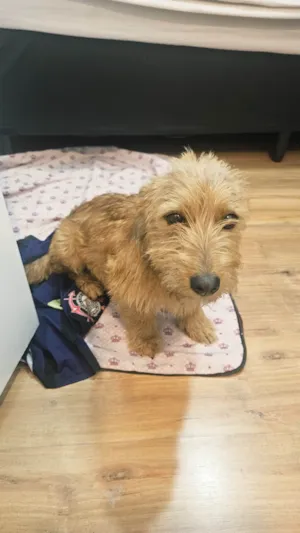 Cachorro ra a SRD-ViraLata idade 7 a 11 meses nome Luna