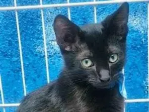 Gato ra a SRD-ViraLata idade 2 a 6 meses nome TONY BLACK
