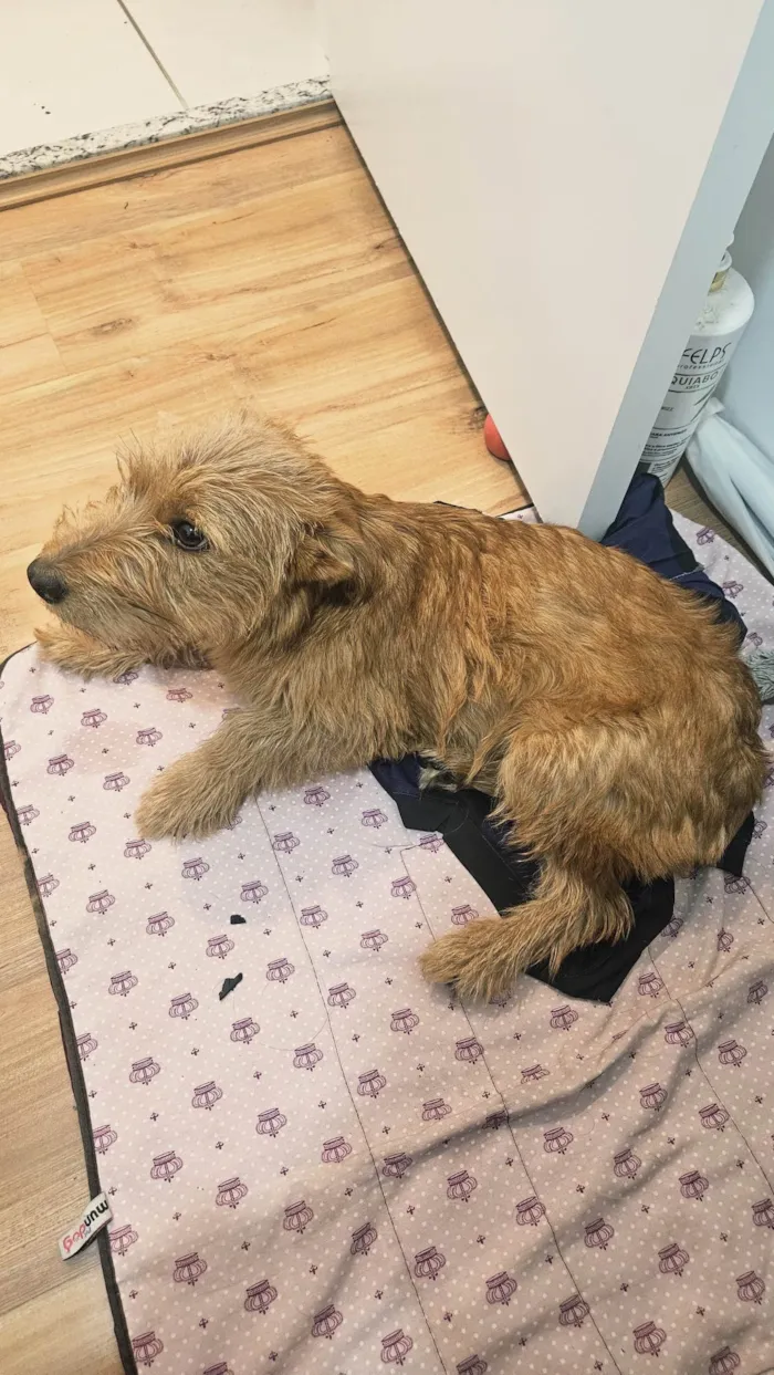 Cachorro ra a SRD-ViraLata idade 7 a 11 meses nome Luna