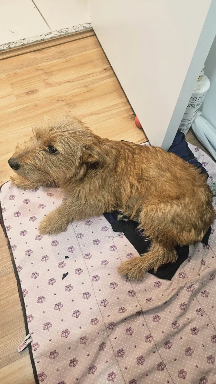 Cachorro ra a SRD-ViraLata idade 7 a 11 meses nome Luna