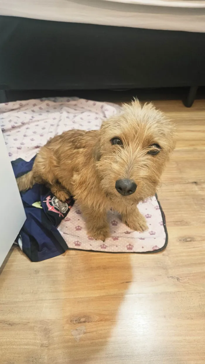 Cachorro ra a SRD-ViraLata idade 7 a 11 meses nome Luna